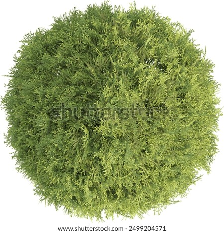 Top view of Thuja Tree