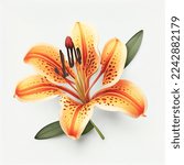Top view a Tiger Lily flower isolated on a white background, suitable for use on Valentine
