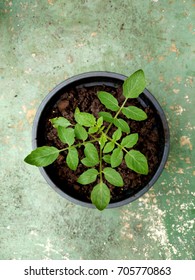 Top View Of Tomato Plant Grows Strong In Center Of Black Pot, Leaves And Branches Grow Apart And It Is Balanced