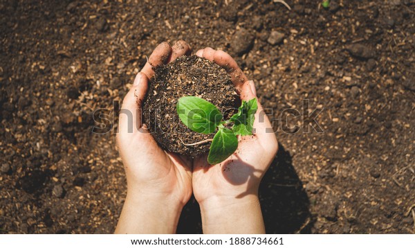 Top view toned photo of hands planting green\
small plant sprout in hole on fertile garden bed. Bringing new life\
and planting organic\
vegetables.