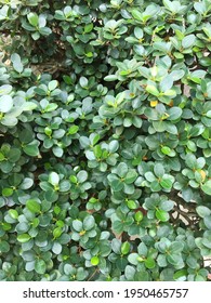 Top View Of Toothbrush Tree