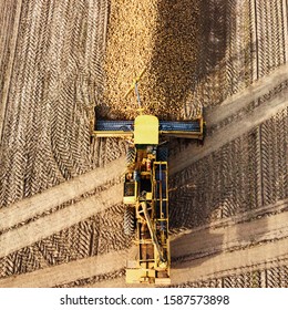 Top View Of The Tractor In The Field Of Sugar Beet. Aerial View