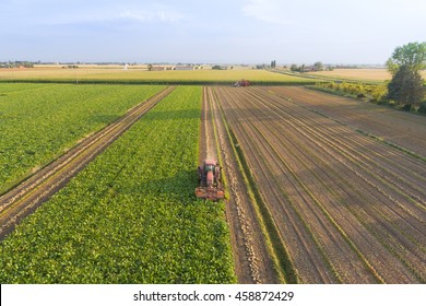 Top View Of The Tractor In The Field Of Sugar Beet. Aerial View.