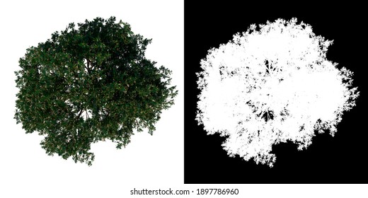 Top View Tree (Adolescent Red Lucky Seed 3) White Background Alpha Png 3D Rendering Ilustracion 3D