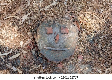 Top view of tree stump with funny face on forest floor covered with dry fallen pine needles and eucalyptus leaves