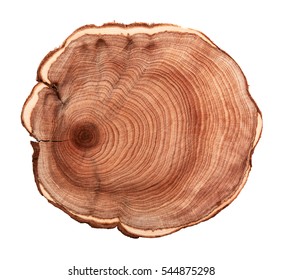 Top view of a tree stump isolated on white background 