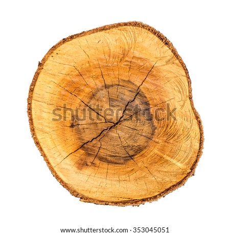 Top view of tree stump isolated on white background