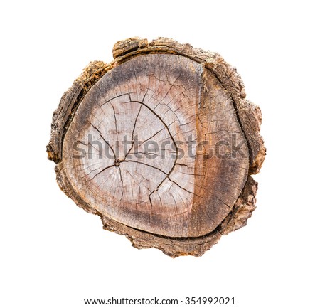 Top view of tree stump isolated on white background