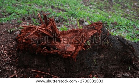 Top view of a tree stump on barren earth with sparse greenery, illustrating deforestation and environmental degradation.