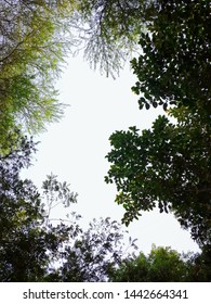 Top view of trees from ground