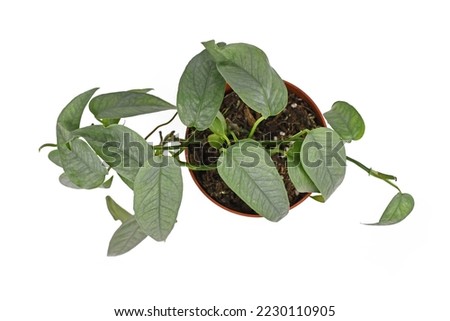 Top view of tropical 'Epipremnum Pinnatum Cebu Blue' houseplant with silver-blue leaves in flower pot on white background