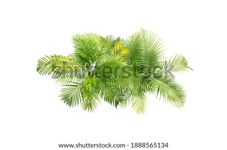 top view tropical leaves foliage plant bush palm arrangement nature backdrop isolated on white background