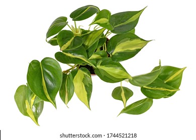 Top View Of Tropical 'Philodendron Hederaceum Scandens Brasil' Creeper House Plant With Yellow Stripes Isolated On White Background