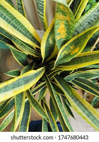 Top View Of A Tropical Plant Known As Mother In Law's Tounge. Also Know As Snake Plant Is Popular As Indoor Plant. 