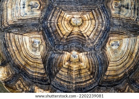 Top view of turtle shell of sulcata tortoise or African spurred tortoise. background and texture