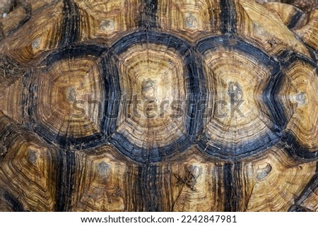 Top view of turtle shell of sulcata tortoise or African spurred tortoise. background and texture.