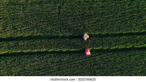 Top View Of The Two Agronomists Walking Through The Professional Ecological Field Exterior. Vegetable Farm And Modern Business Concept. Stock Photo, Aerial