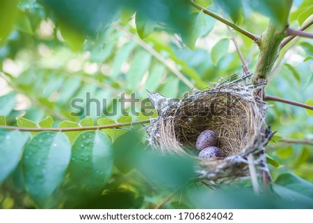 Top view of two bird eggs inside their nest on tree branch. bird nest with two eggs. Life just begin. Two bird eggs in nest on branches of tree.
