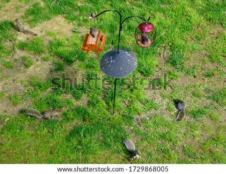 The top view of two bird feeders equipped with squirrel baffle