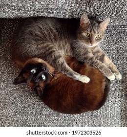 A Top View Of Two Cats Laying On A Sofa