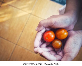 Top view of two hands gently cupping three freshly harvested small cherry tomatoes over a tiled floor.