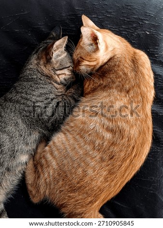 Top view of two kittens sleeping together in Yin Yang position. Orange ginger cat and grey tabby cat cuddling on black leather background. Concept of friendship, balance, harmony, and love.