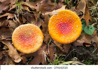top view of two red agaric fly mushrooms
