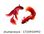 Top view of two red Red Siamese fighting fish, on white background.