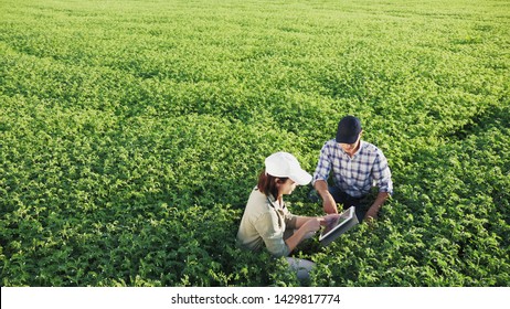 Top view of two young farmers working in a chickpea field, talk and use the tablet - Shutterstock ID 1429817774