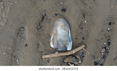 Top view of a unique large broken sea shell piece with smaller shells and a sea twig on wet brown sand beach texture.