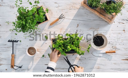 Similar – Image, Stock Photo Woman hands showing to girl young seedlings in pot