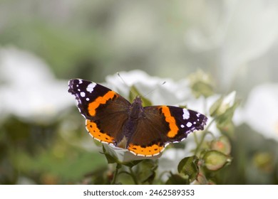 Top view of a Vanessa atalanta, red admiral or red admirable butterfly resting on a white flower with colorful brown and orange wings spread out open on a blurred background of a garden in spring. - Powered by Shutterstock