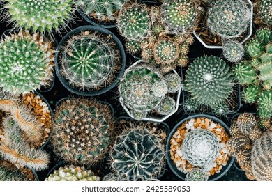 Top view of variety of cactus in a pots