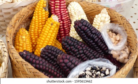 Top View Of Variety Of Colorful Cubs Of Corn: Indian Corn, Purple And Yellow Corn, Sweet Corn In Basket On Display At Indigenous Seed Festival In Cuenca, Ecuador