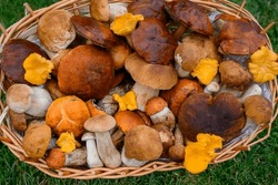 Top View Of Various Wild Mushrooms, Forest Mushrooms. Collected In A Basket. Mushrooms Close-up. Chanterelle Mushrooms, Orange Cap Boletus, Porcini
