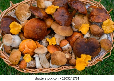 Top view of various wild mushrooms, forest mushrooms. collected in a basket. Mushrooms close-up. chanterelle mushrooms, orange cap boletus, porcini - Shutterstock ID 2203241781