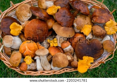 Top view of various wild mushrooms, forest mushrooms. collected in a basket. Mushrooms close-up. chanterelle mushrooms, orange cap boletus, porcini