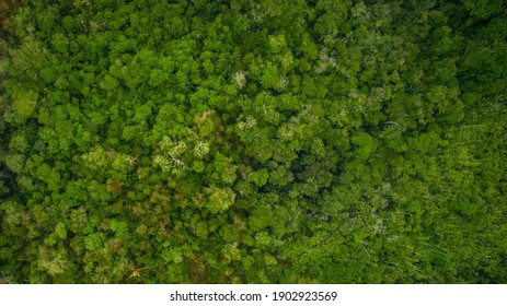 Top View Of The Vast Amazon Jungle