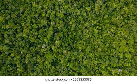 Top view of the vast amazon jungle
