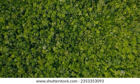 Top view of the vast amazon jungle