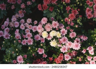 Top view of vibrant pink, red, and white chrysanthemums in full bloom, creating a lush and colorful floral display. - Powered by Shutterstock