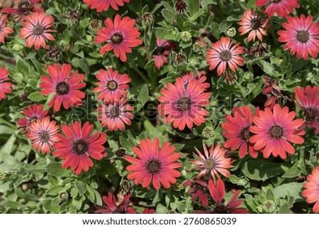 Top view of vibrant red Dimorphotheca ecklonis (African daisy) flowers filling the frame