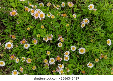 Top view of vibrant wild daisies with white and pink petals, yellow centers, and lush green foliage. A lively and natural floral pattern, perfect for backgrounds and nature-inspired projects. - Powered by Shutterstock