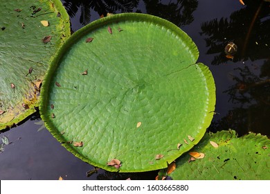 Top view of Victoria lotus in swamp, Victoria waterlily, Green background.