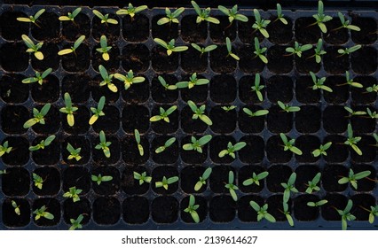 
A Top View Of A Vigorous, Beautiful, Growing Vegetable Seed Tray That Conveys Hope, Organic Food, Growth, Freshness, Agriculture, Fertility.
Agriculture Landscape Background Image, Fertilizer, Seed.