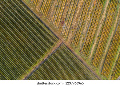 Top View Of A Vineyard At Autumn. Aerial Drone Shot