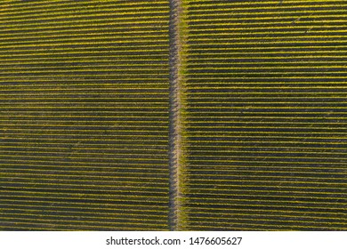 Top View Of A Vineyard At Autumn. Aerial Drone Shot