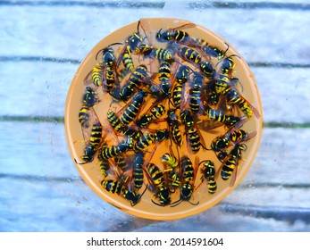 A Top View Of A Wasp Trap