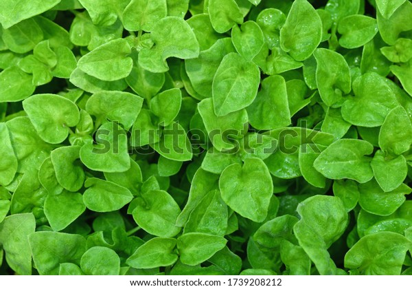 Suchen Sie Nach Top Ansicht Wasserkress Oder Nasturtium Officinale Organischer Stockbildern In Hd Und Millionen Weiteren Lizenzfreien Stockfotos Illustrationen Und Vektorgrafiken In Der Shutterstock Kollektion Jeden Tag Werden Tausende Neue