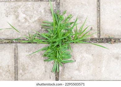Top view of weeds growing between floor tiles in the garden.